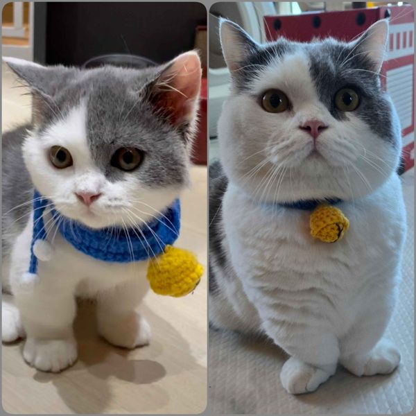 The client's phone photo of their grey and white British Shorthair cat wearing a blue crocheted collar